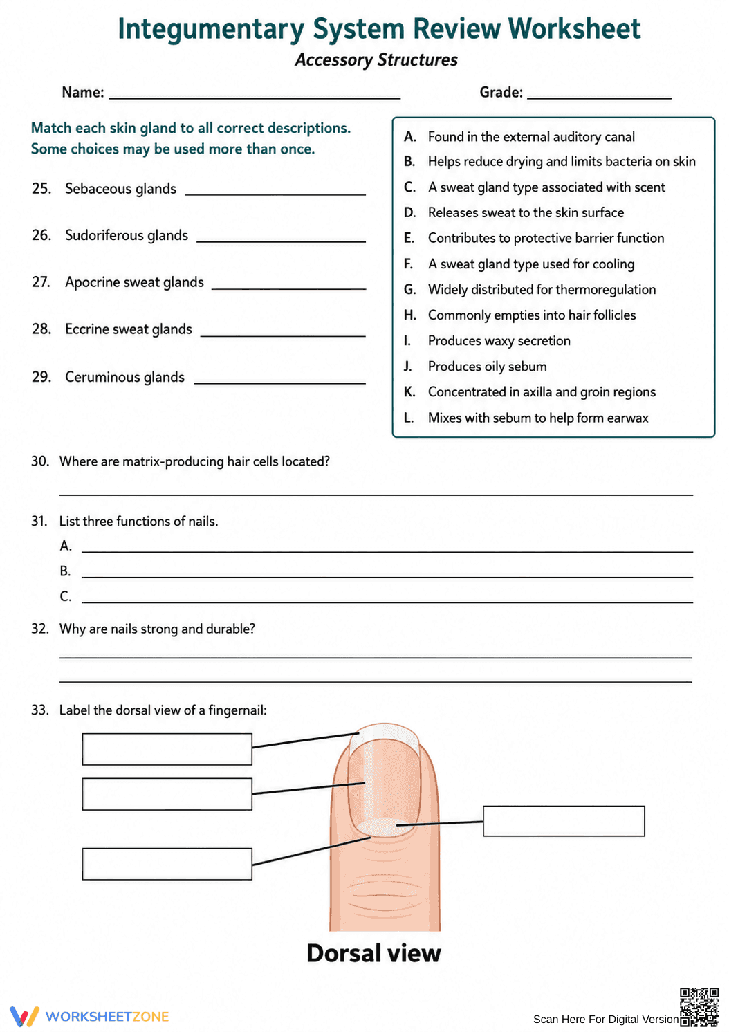 Integumentary System Review | Essential Grade 9 Biology - Page 4