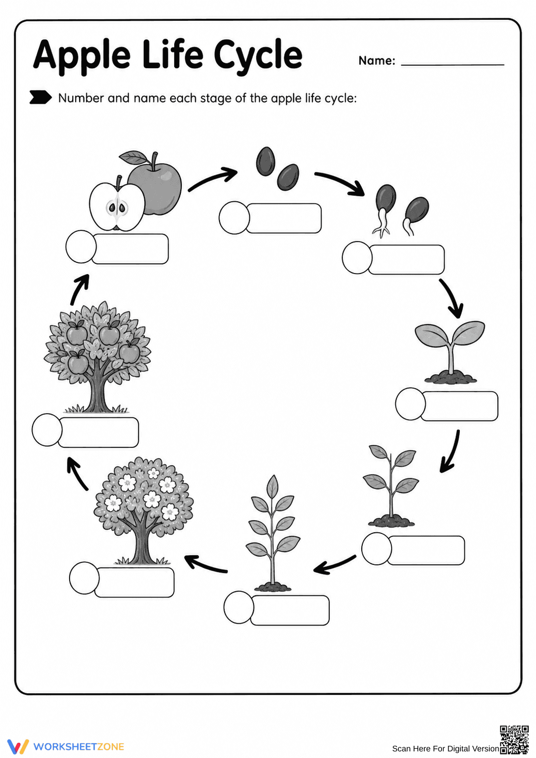 Apple Life Cycle Worksheet | Grade 3 Essential Science - Page 2