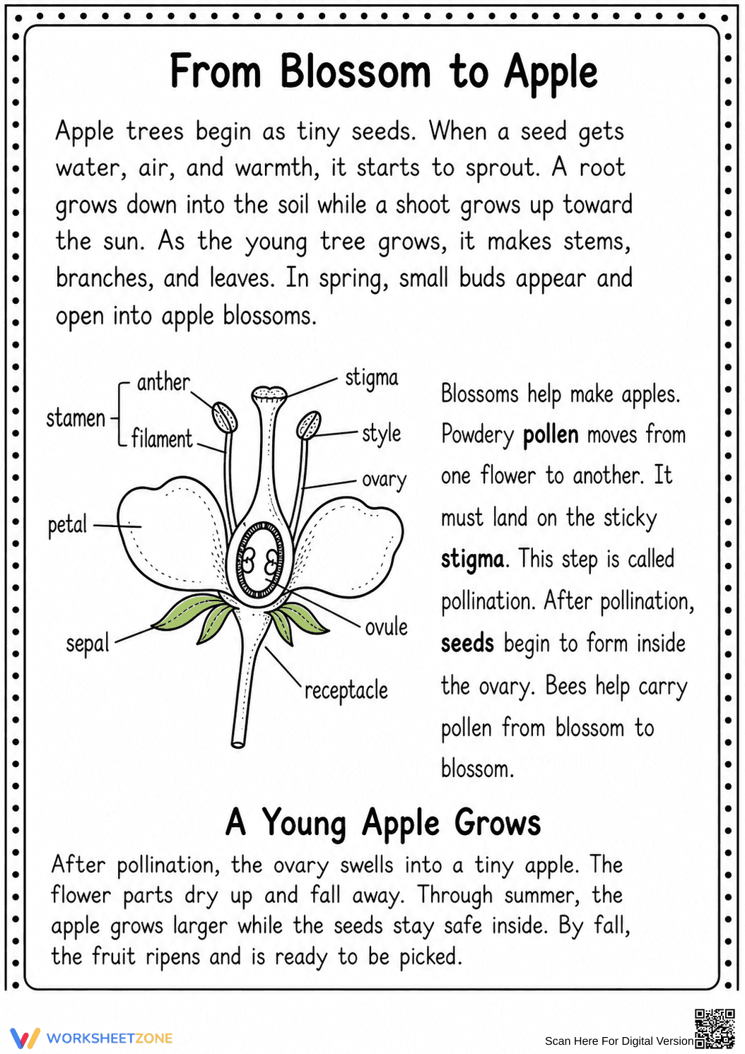 Apple Life Cycle Reading | Essential Grade 3 - Page 2