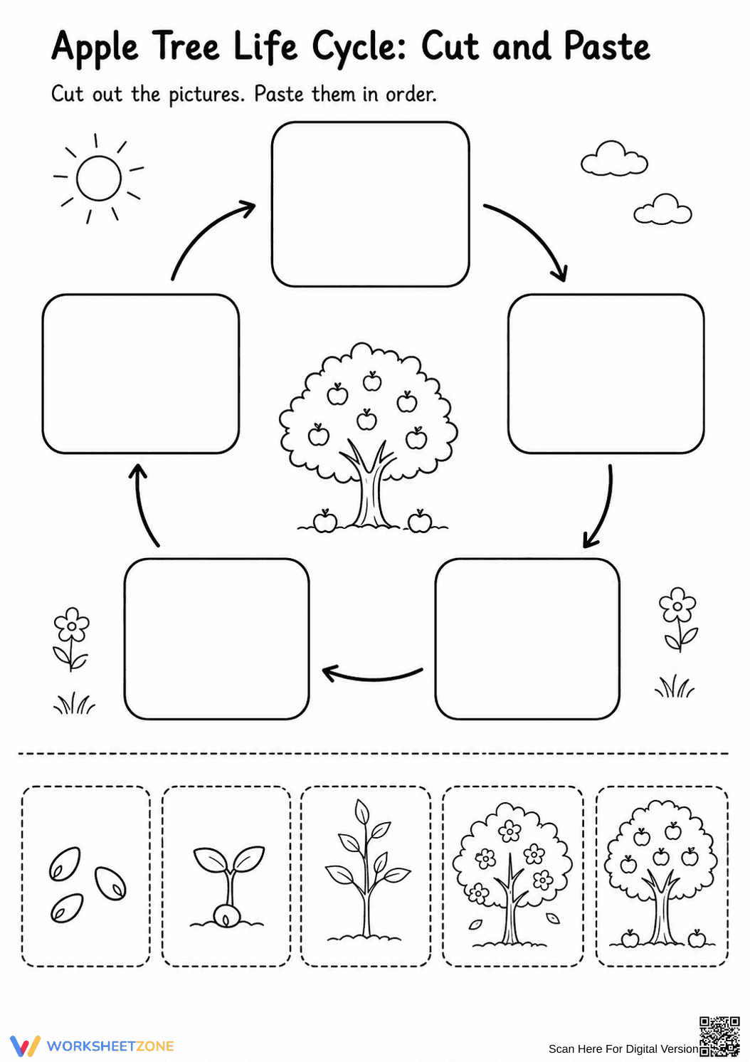 Printable Apple Tree Life Cycle Worksheet | Grade 1 Science - Page 2