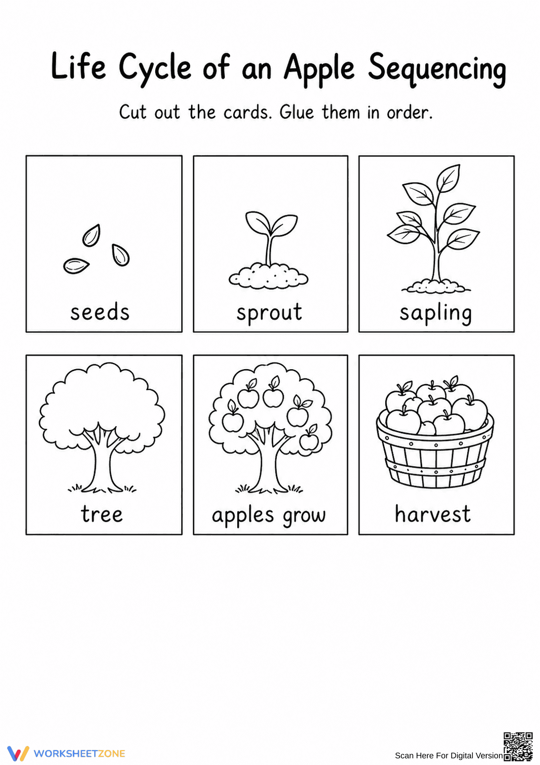 Apple Life Cycle Sequencing | Grade 1 Ready - Page 2