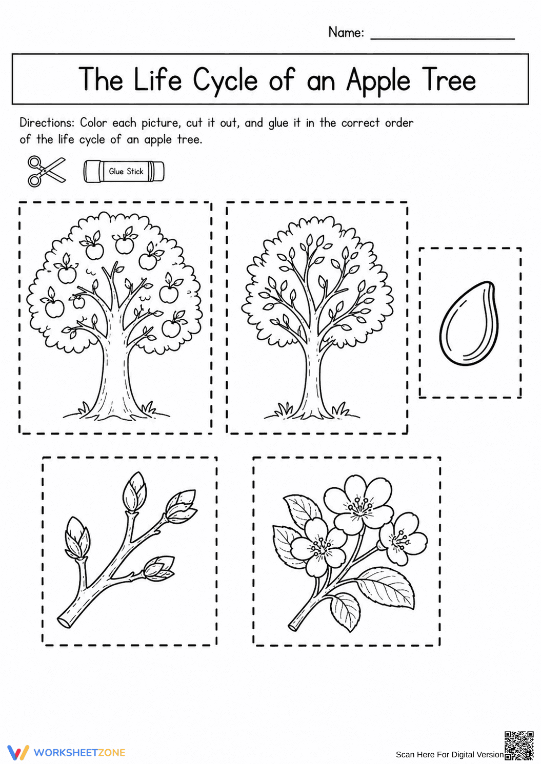 Apple Tree Life Cycle — Printable No-Prep Worksheet - Page 2
