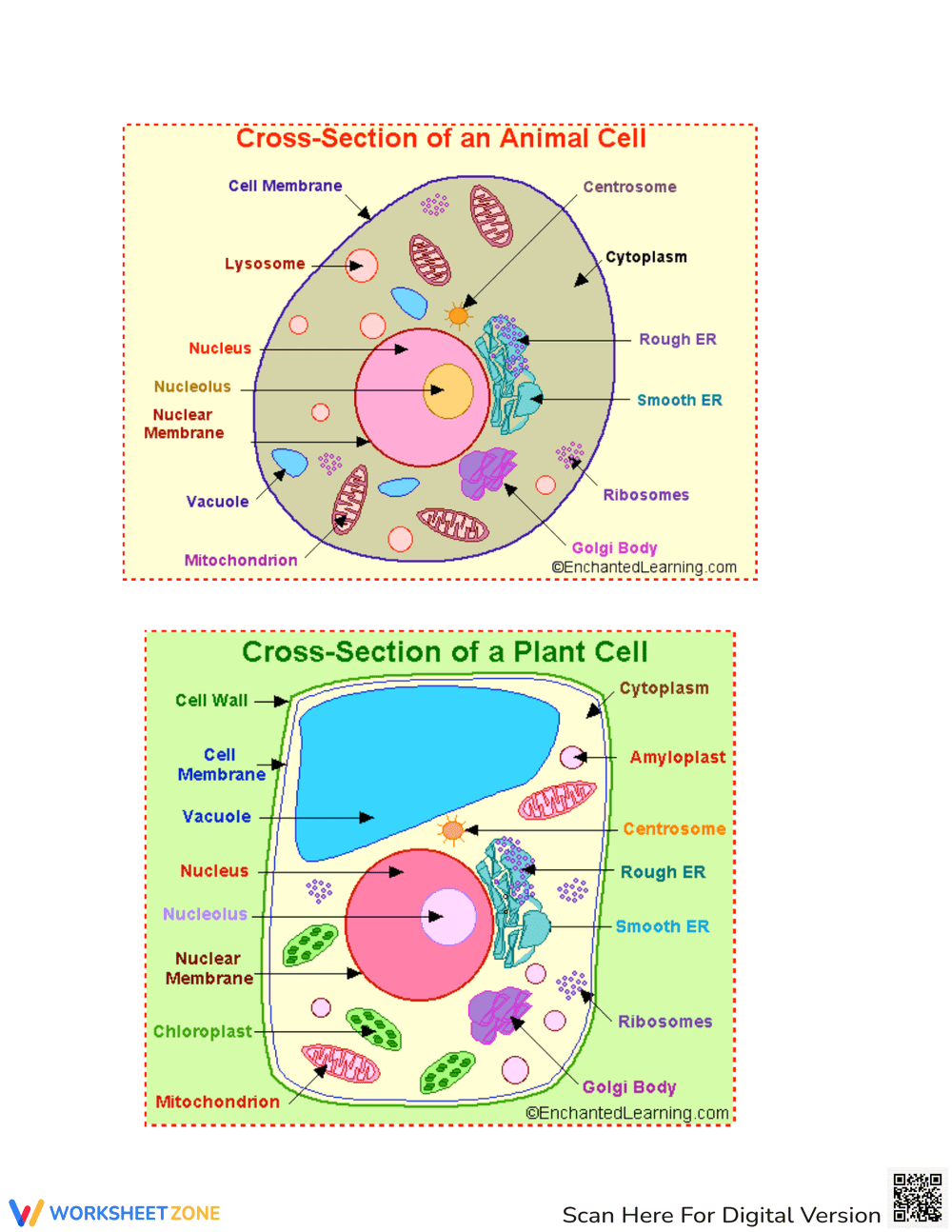 Plant & Animal Cell Comparison: Structures and Functions - Page 5
