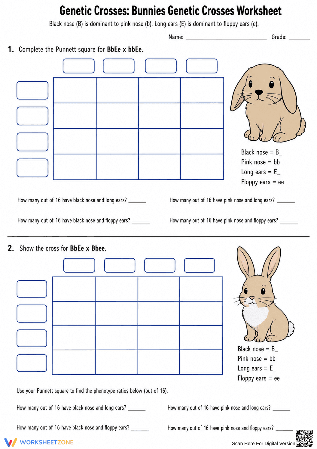 Printable Dihybrid Cross Worksheet | High School Biology - Page 2