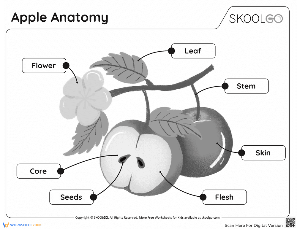 Discover Apple Anatomy with this Activity Worksheet - Page 2