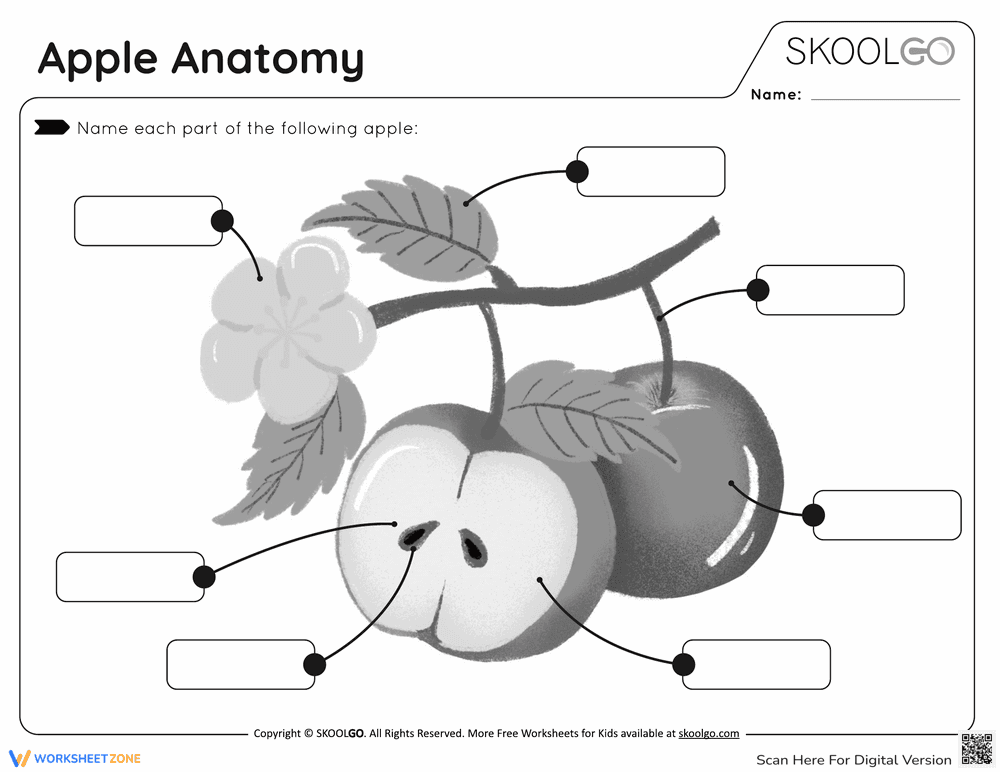 Discover Apple Anatomy with this Activity Worksheet - Page 3