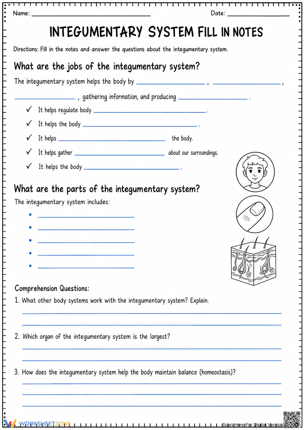 Integumentary System Worksheet | Essential Grade 6-7 Science - Page 2