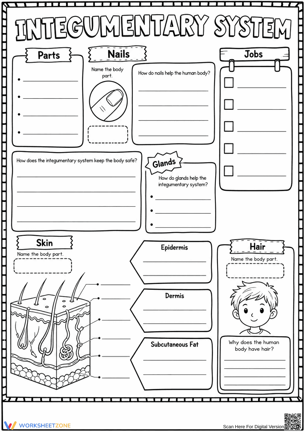 Printable Integumentary System Worksheet | Grade 4 Science - Page 2