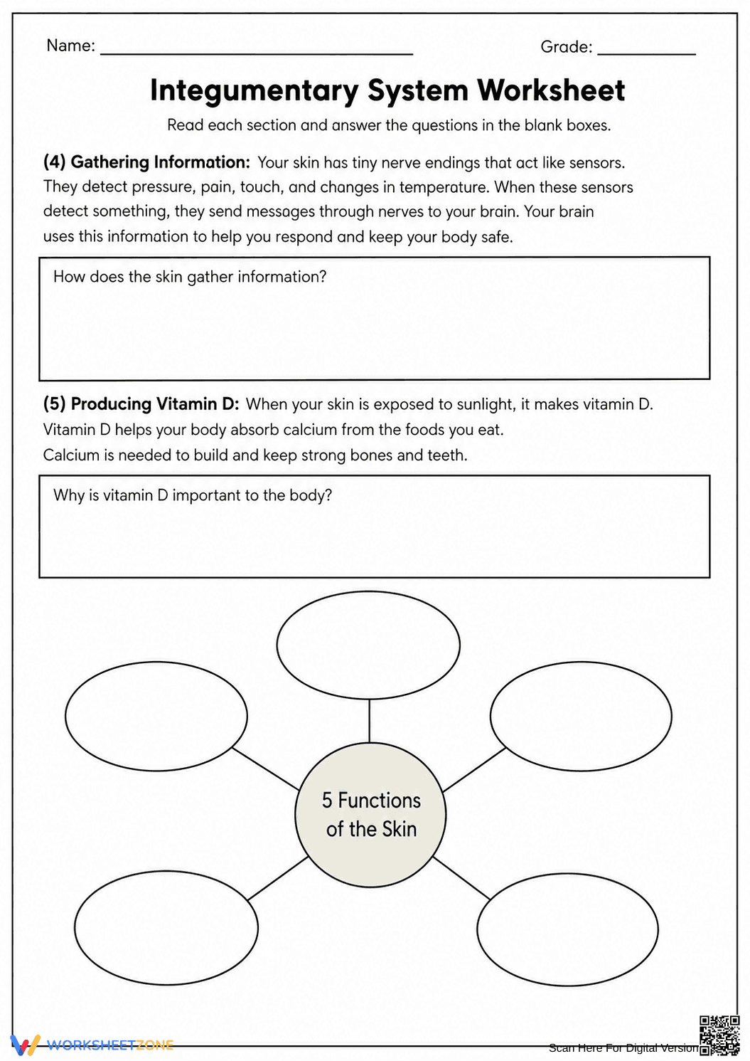 Grade 7 Integumentary System — Printable No-Prep Worksheet - Page 2