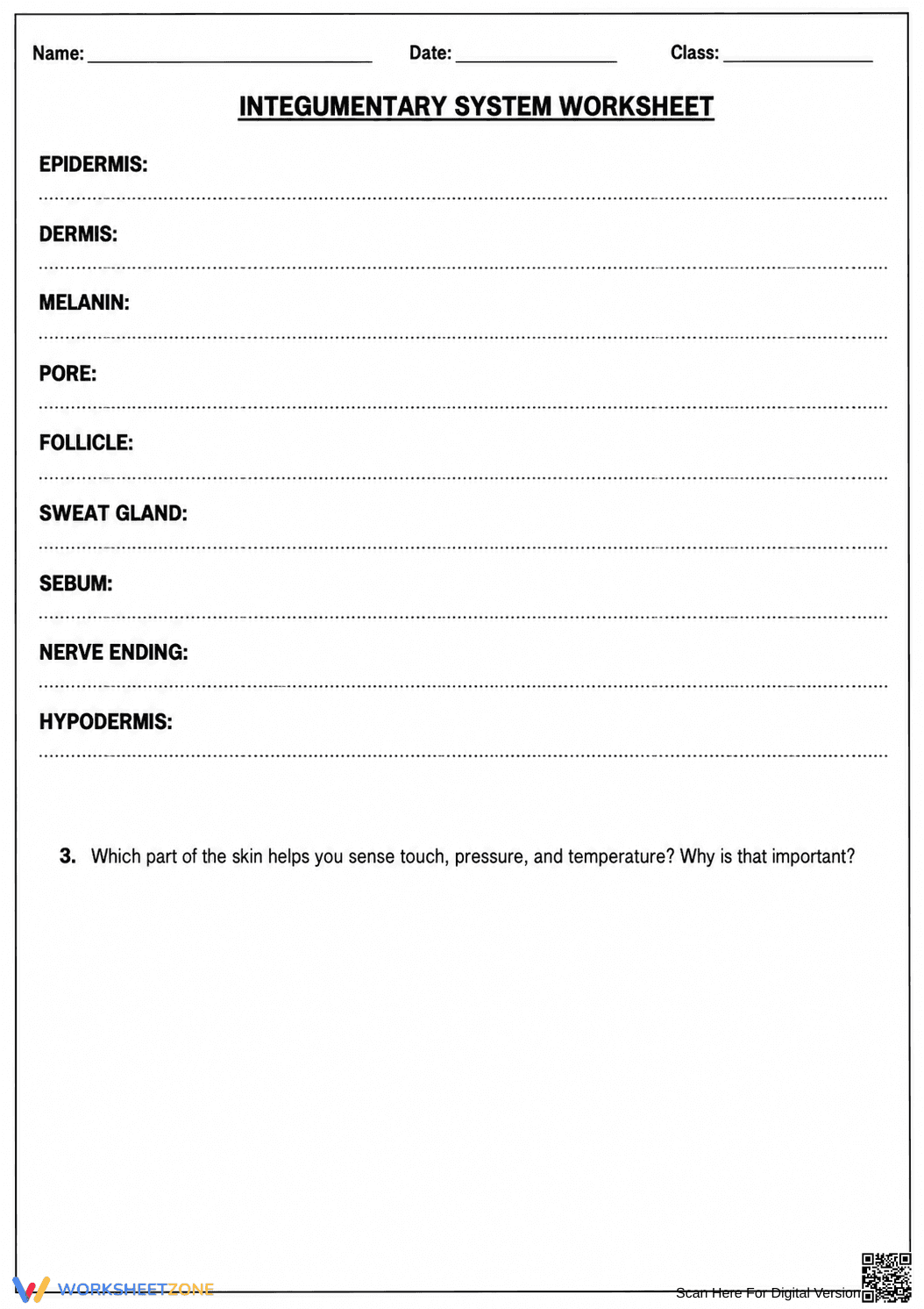 Grade 7 Integumentary System — Printable No-Prep Worksheet - Page 3