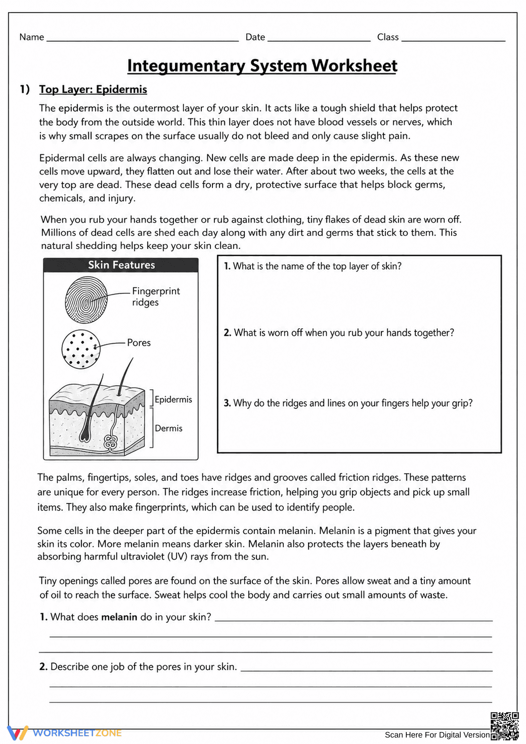Grade 7 Integumentary System — Printable No-Prep Worksheet - Page 4