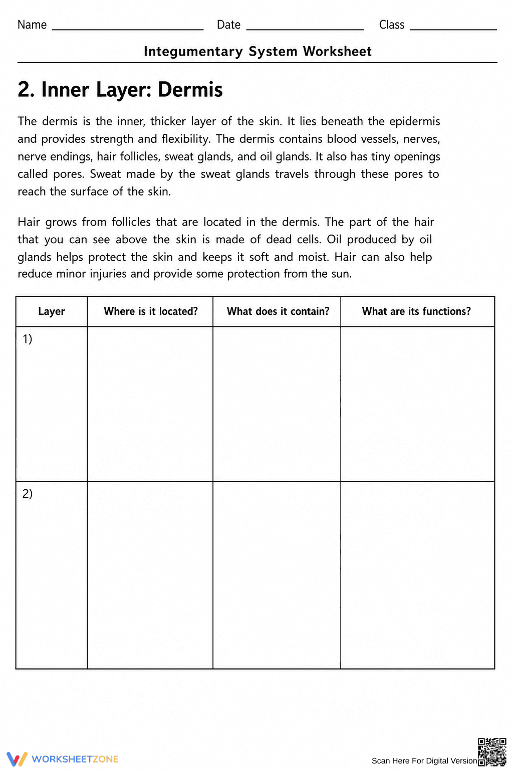 Grade 7 Integumentary System — Printable No-Prep Worksheet - Page 5