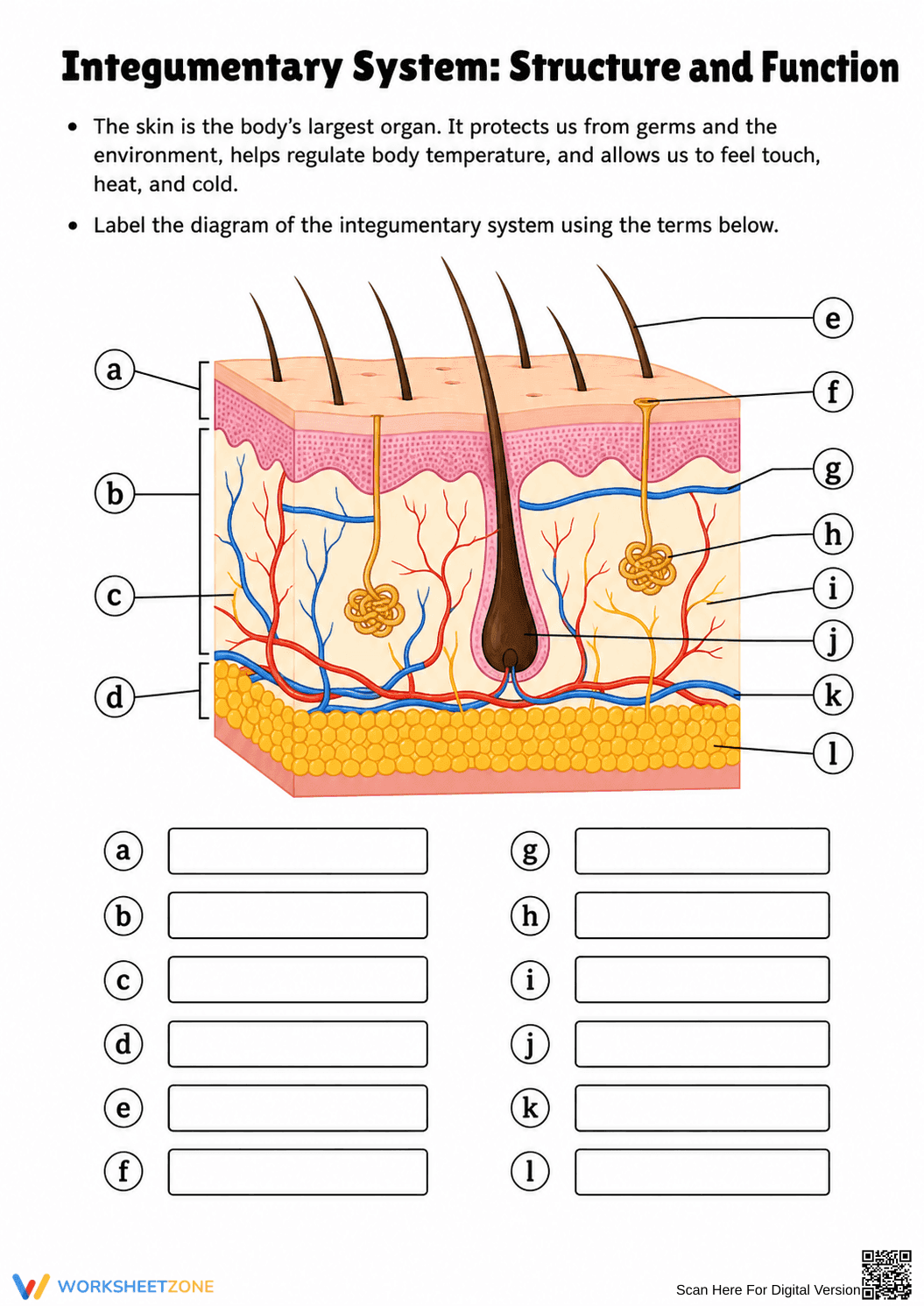 Essential Integumentary System Worksheet | Grade 7 Science - Page 2