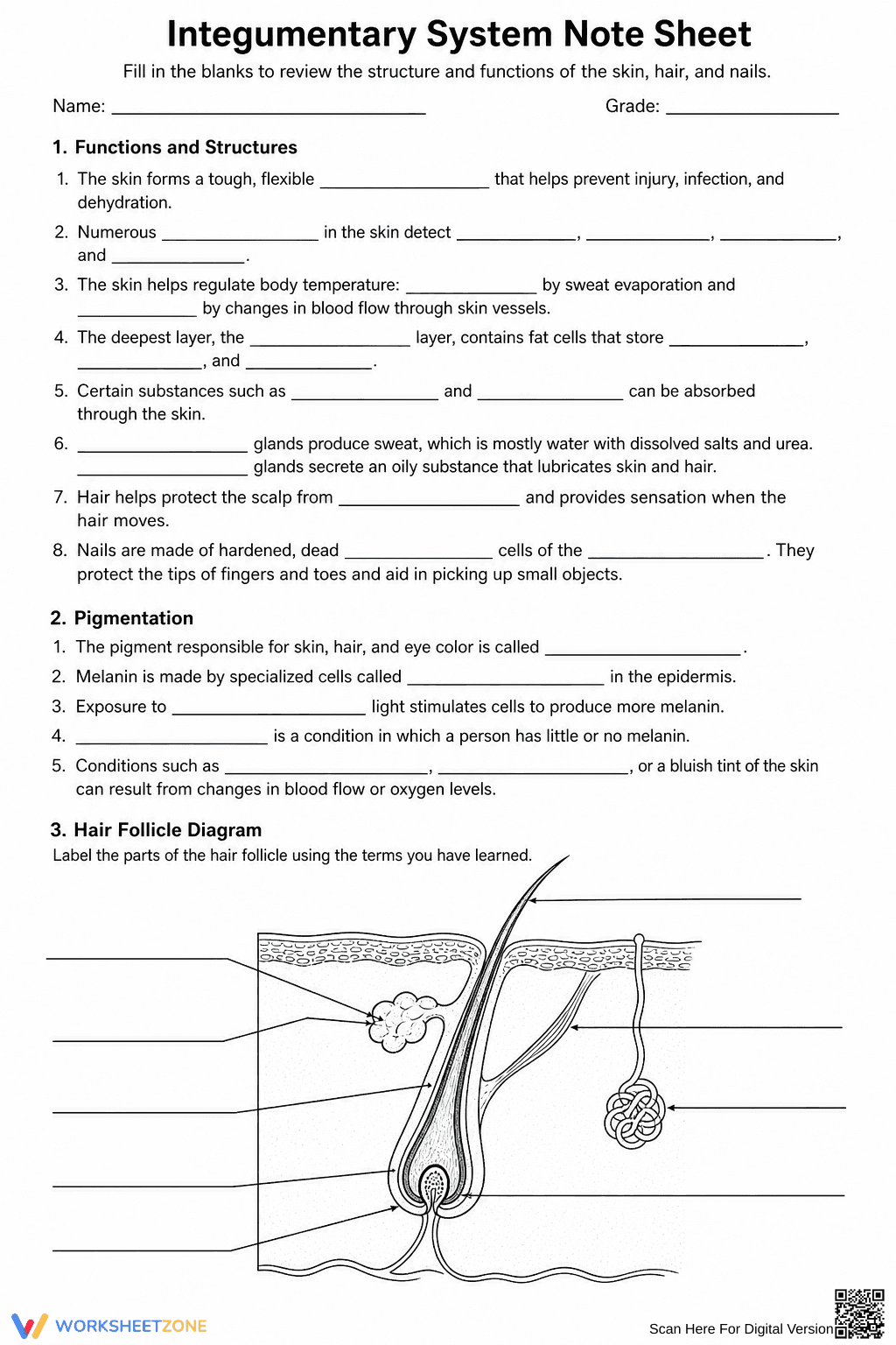 Grade 6 Integumentary System — Printable No-Prep Worksheet - Page 2
