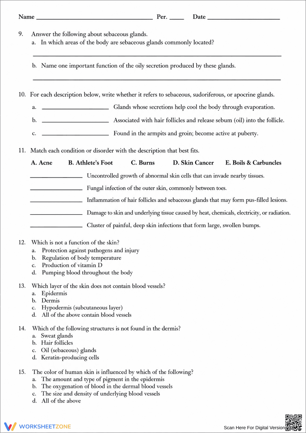 Grade 7 Integumentary System — Printable No-Prep Worksheet - Page 2
