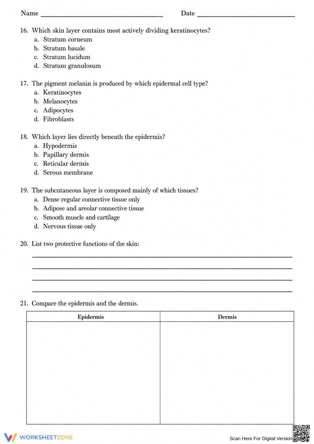 Grade 7 Integumentary System — Printable No-Prep Worksheet - Page 3