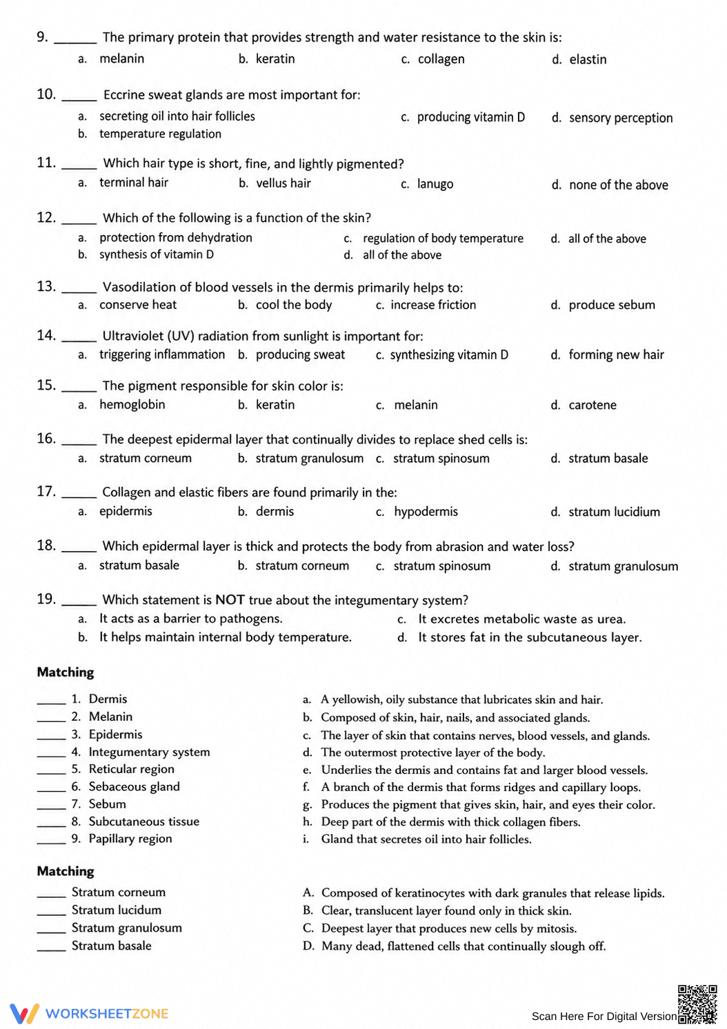 Integumentary System Worksheet | Essential Grade 7 Science - Page 2