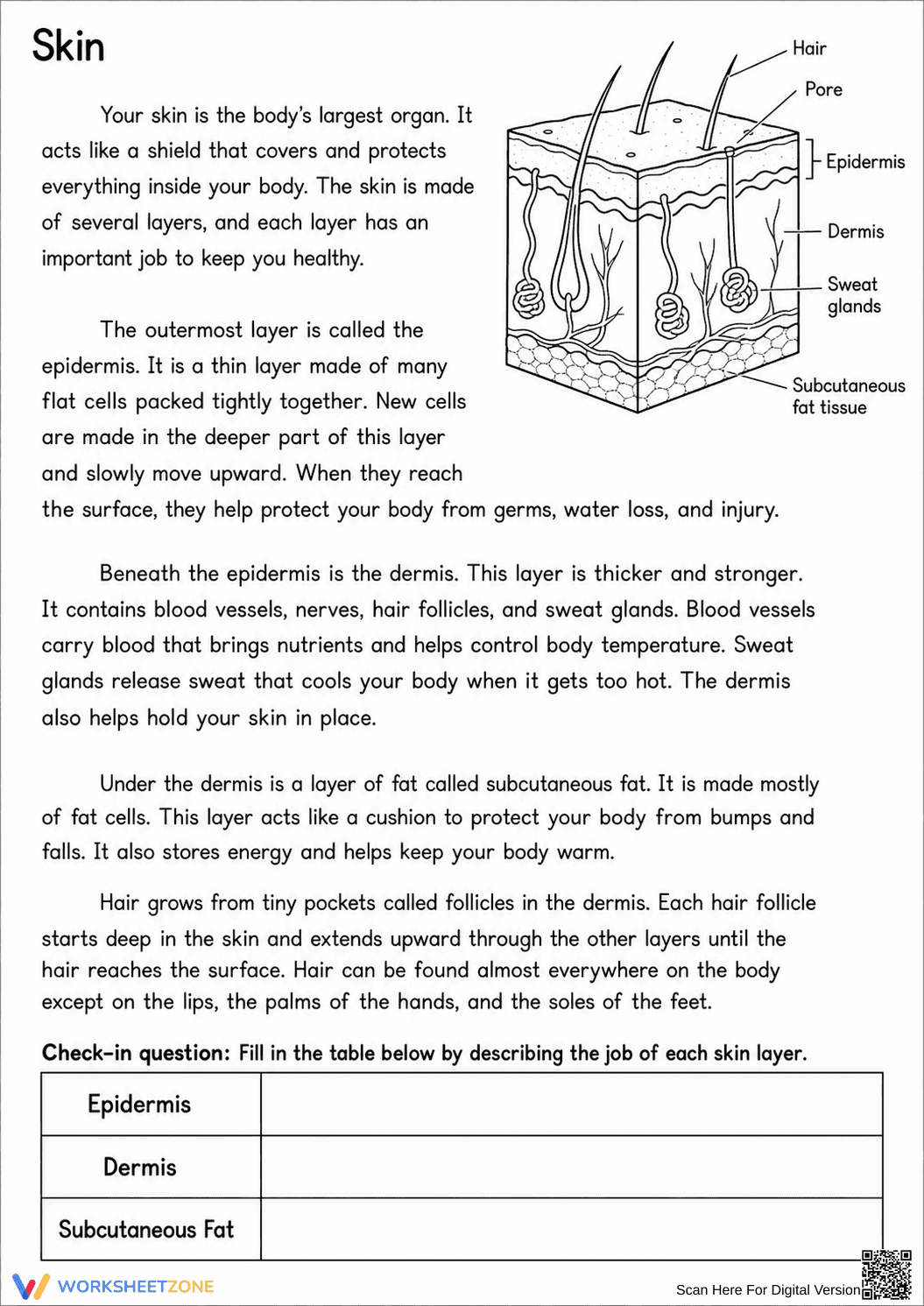 Printable Integumentary System Worksheet | Grade 6-7 - Page 3