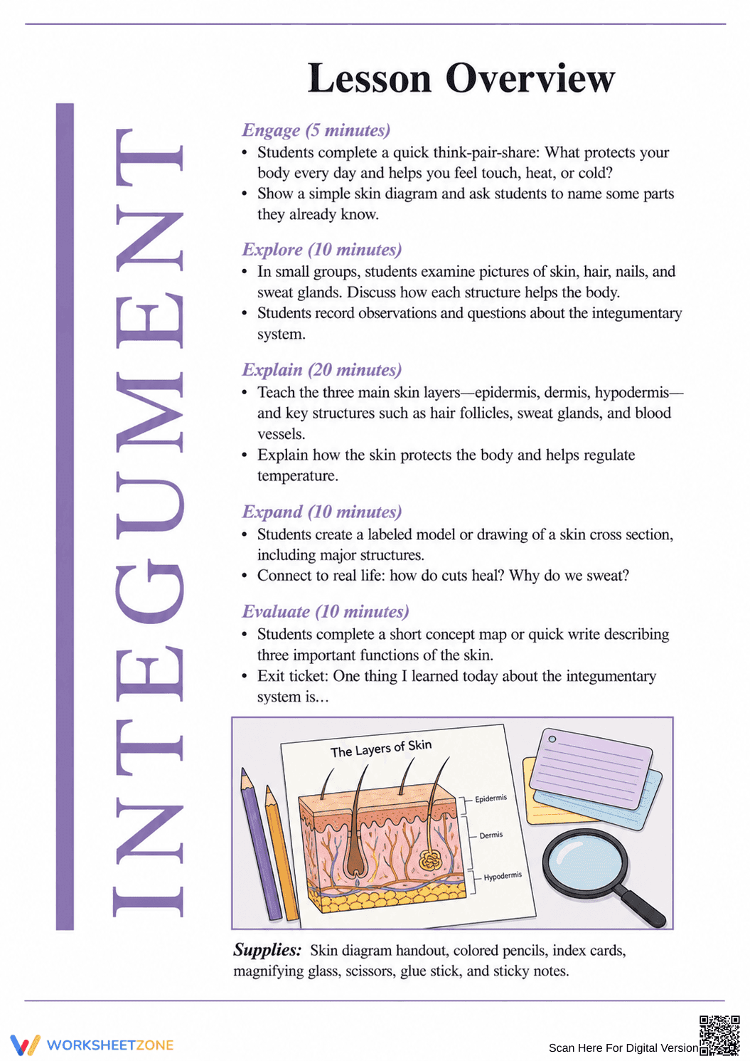 Printable Integumentary System Worksheet | Grade 6-7 - Page 8