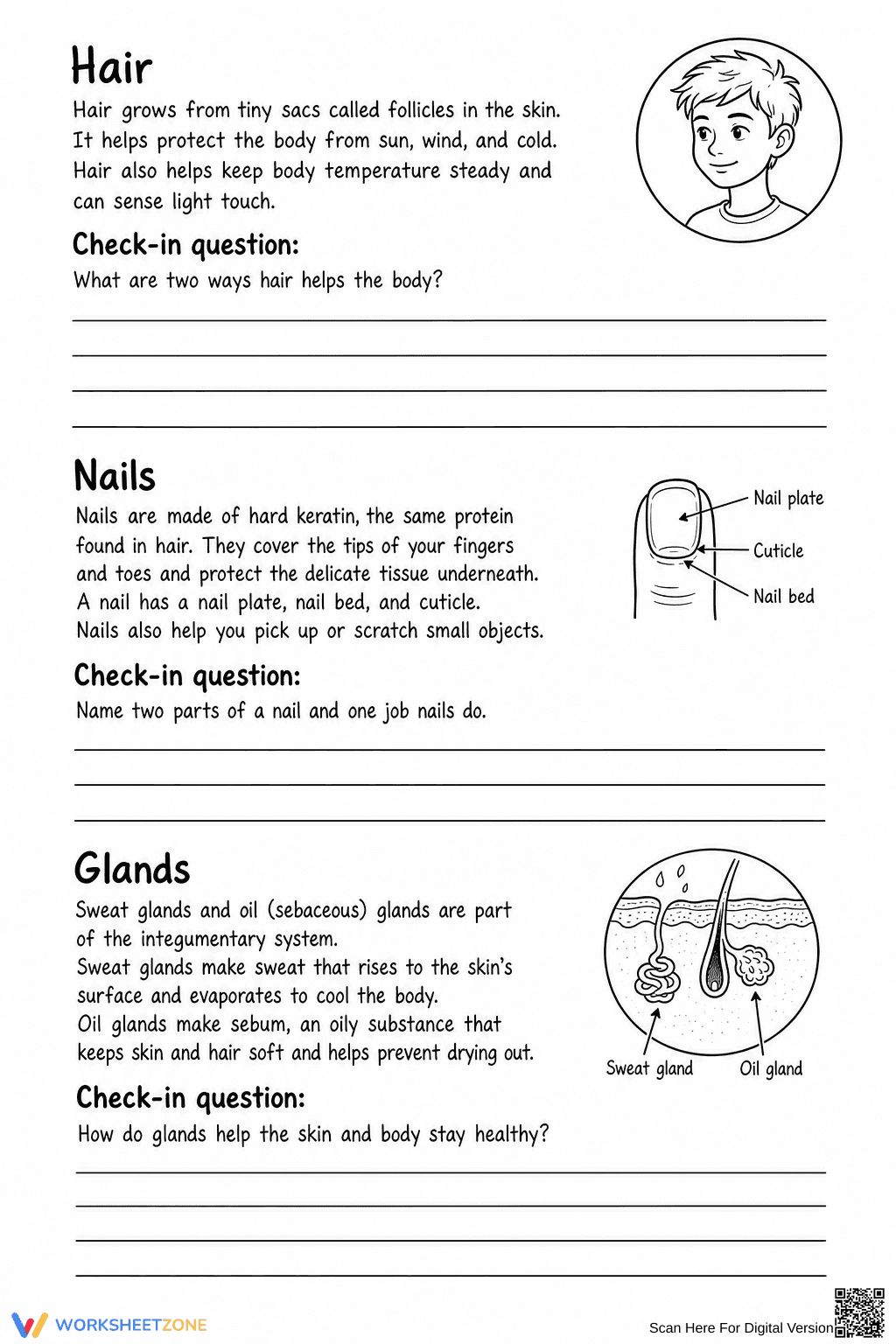Printable Integumentary System Worksheet | Grade 6-7 - Page 9