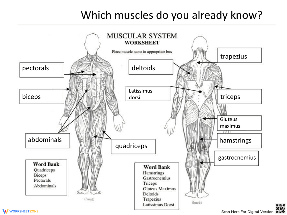 Muscular System Practice Worksheet - Page 2