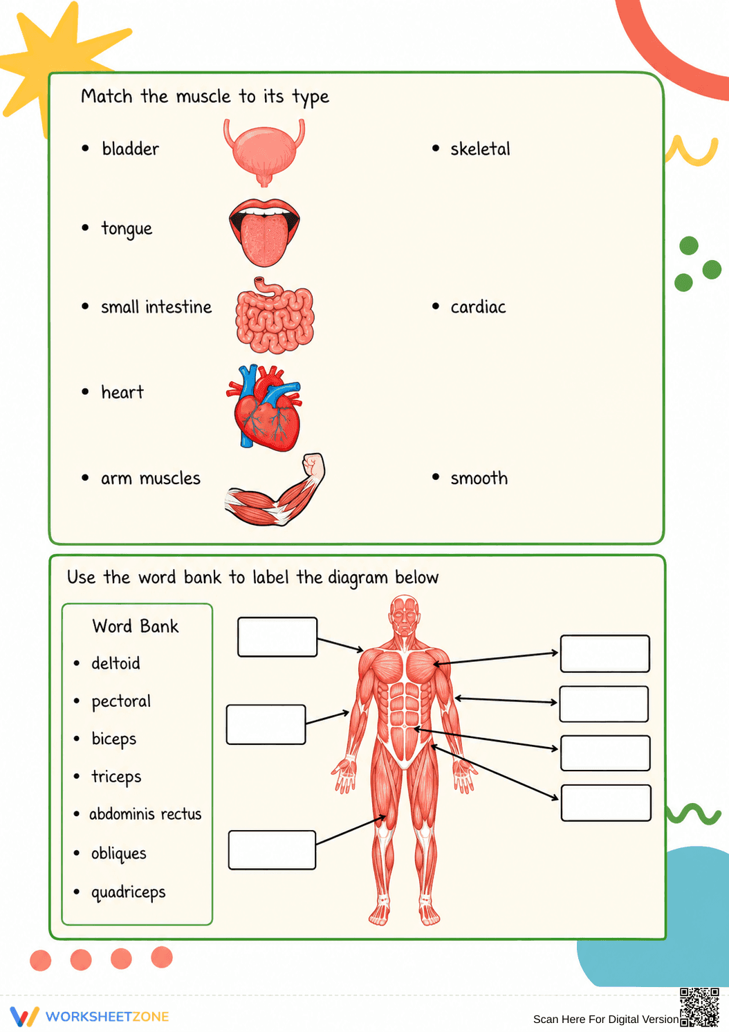 Muscular System Worksheet | Essential Grade 5-8 Science - Page 2