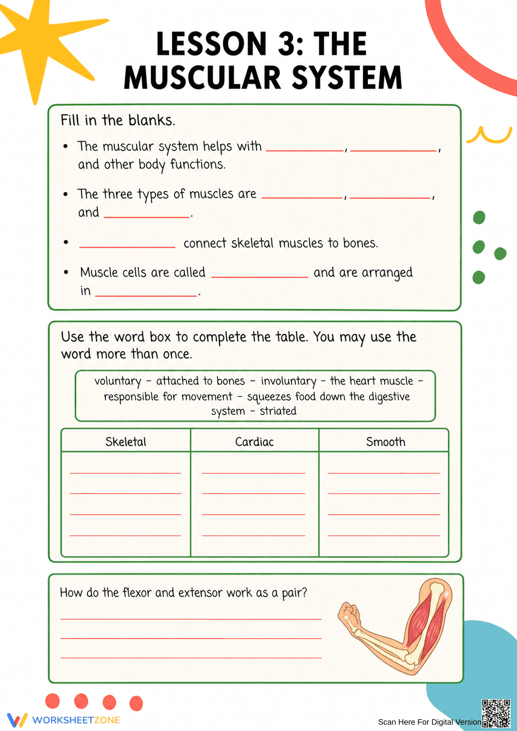 Muscular System Worksheet | Essential Grade 5-8 Science - Page 3