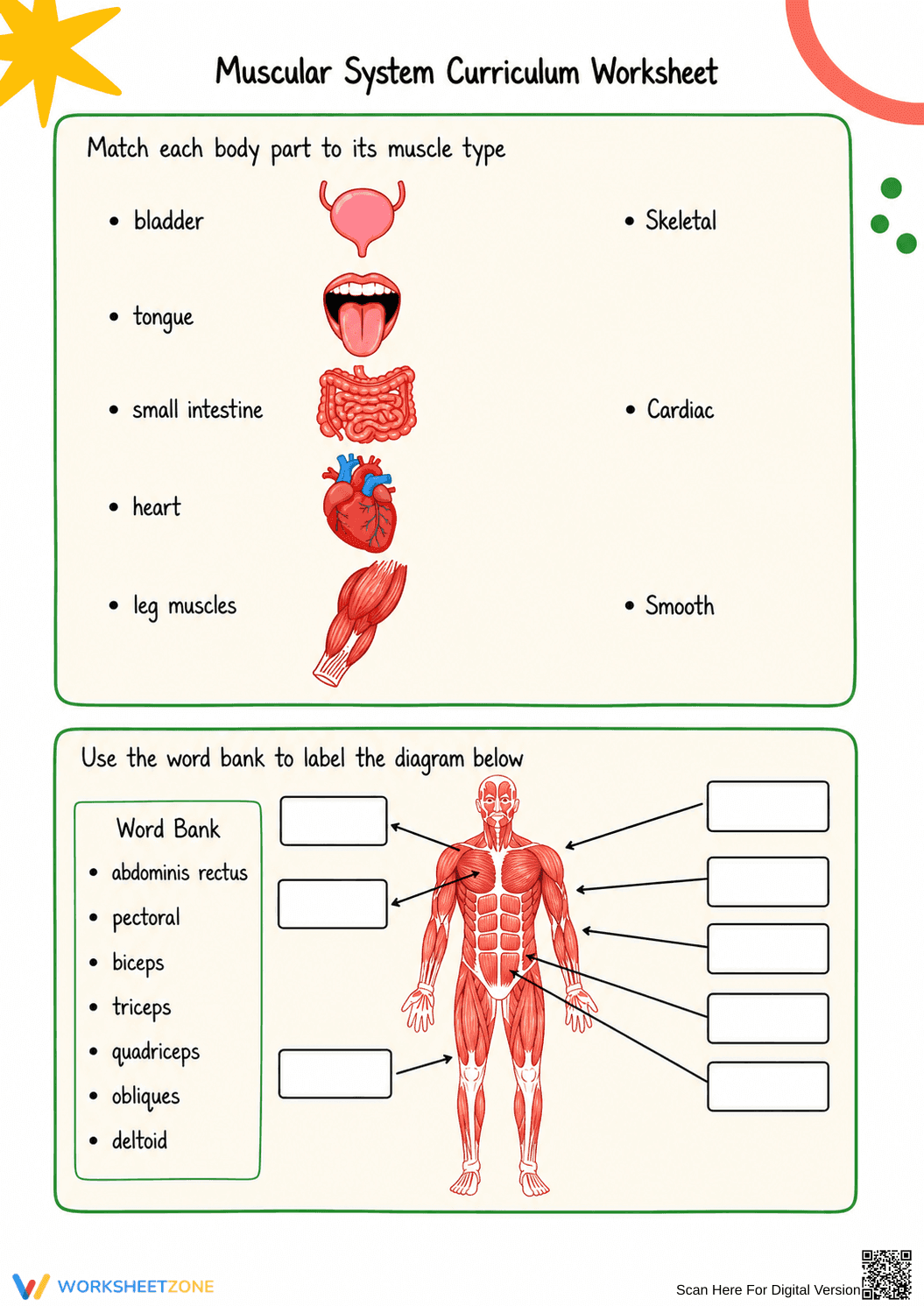 Muscular System Worksheet | Essential Grade 5-8 Science - Page 4