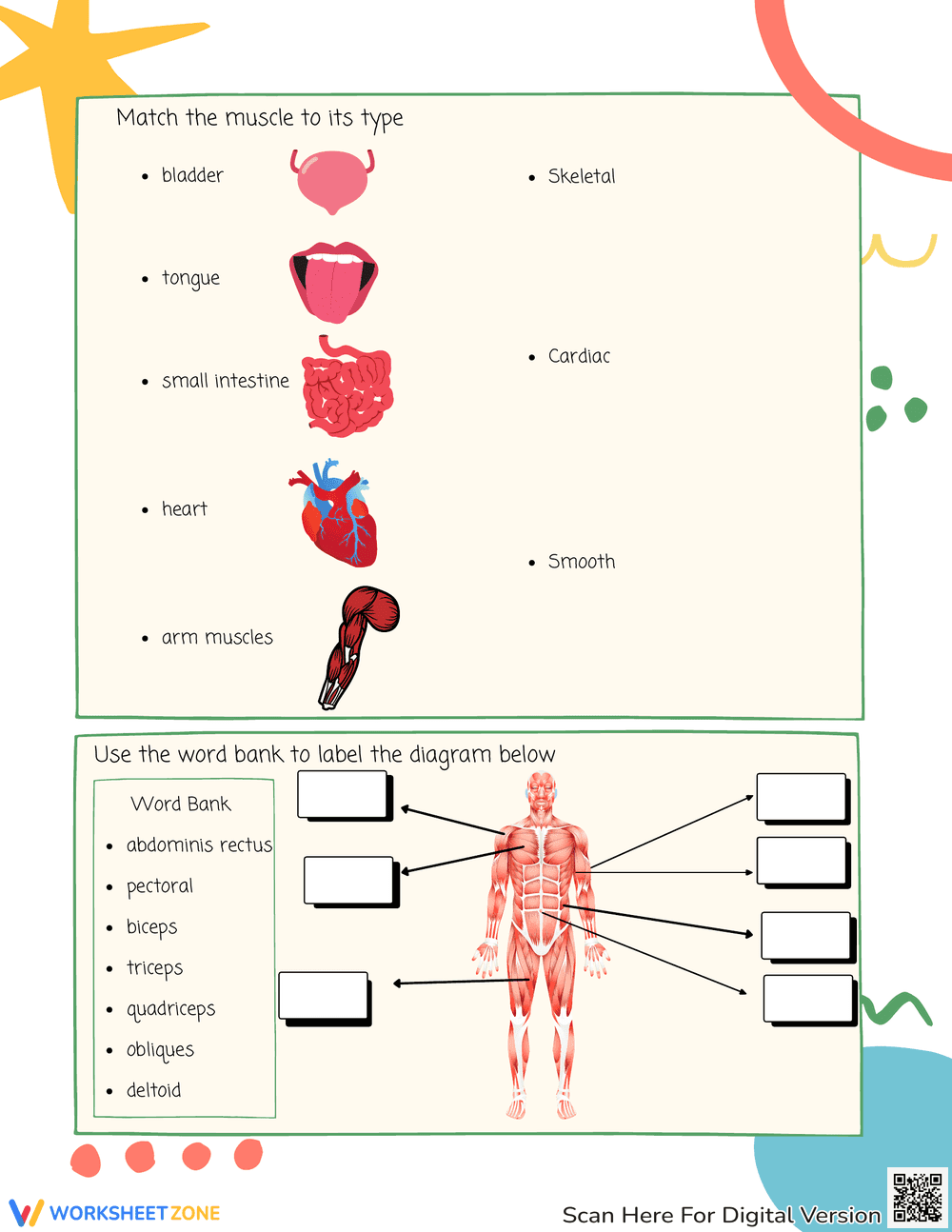 Muscular System Curriculum Worksheet - Page 2