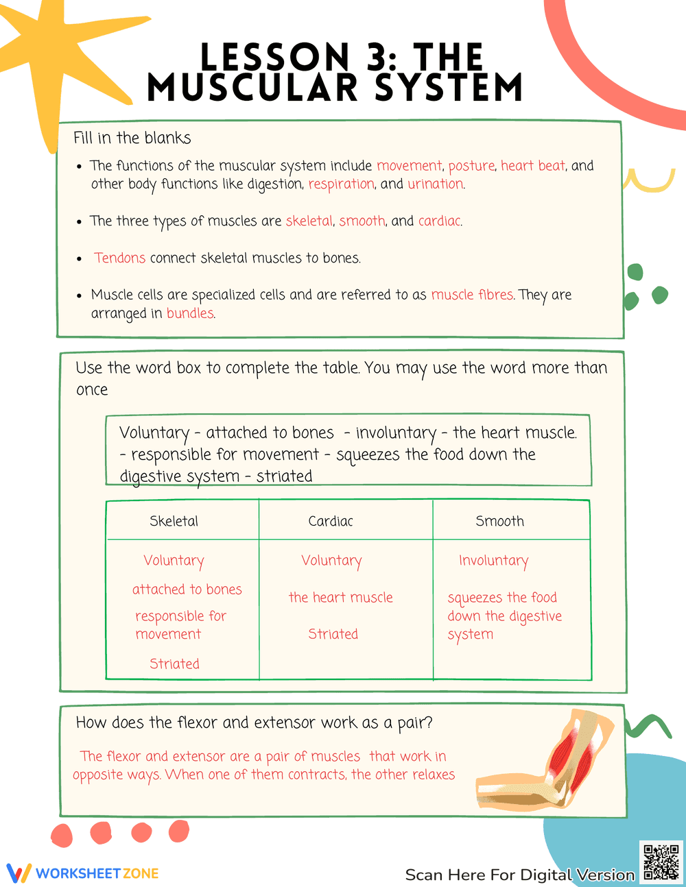 Muscular System Curriculum Worksheet - Page 3