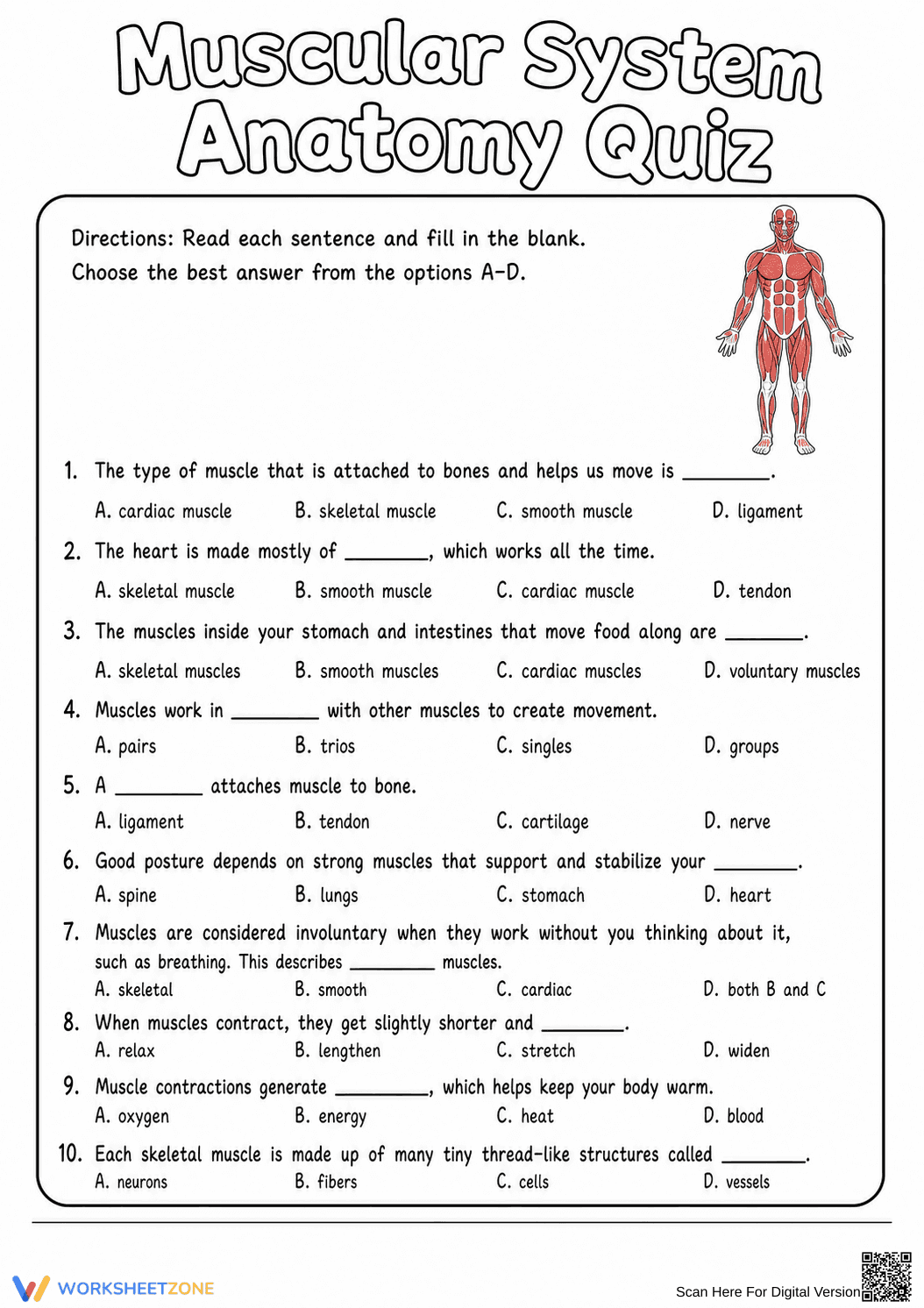 Muscular System Anatomy Quiz | Essential Grade 6-8 Science - Page 2
