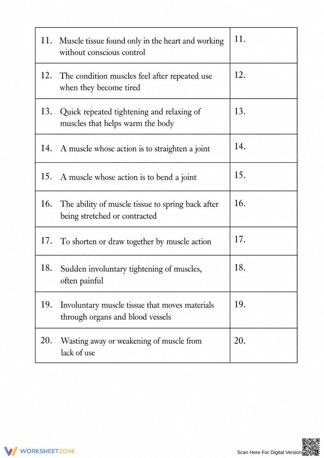 Grade 7 Muscular System — Printable No-Prep Worksheet - Page 2