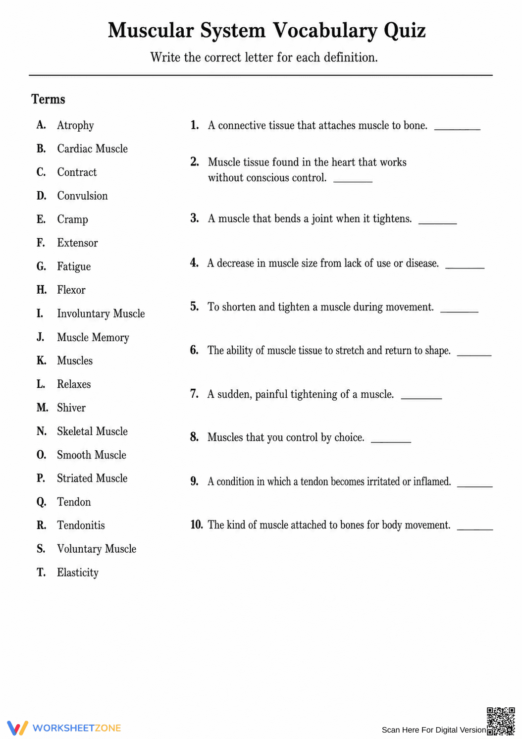 Grade 7 Muscular System — Printable No-Prep Worksheet - Page 3