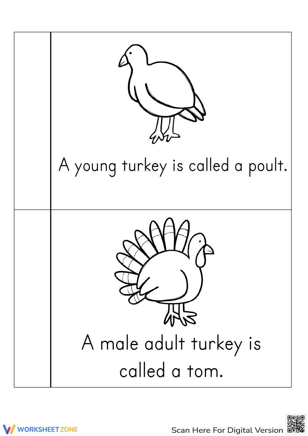 Turkey Life Cycle Coloring Book | Essential Grade 3 Science - Page 4
