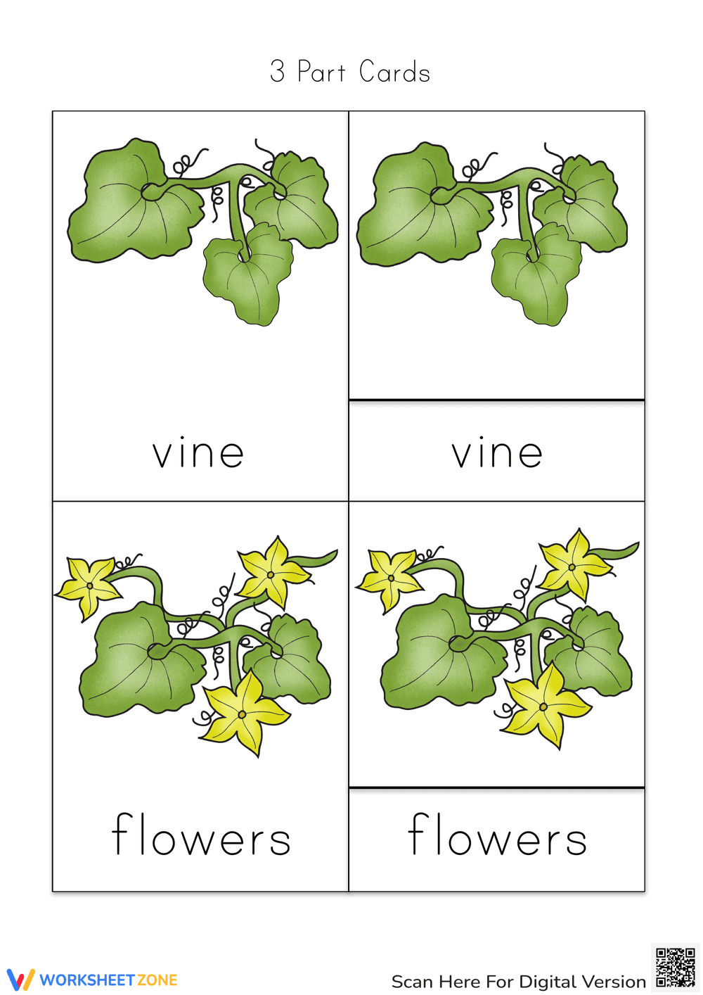 Printable Pumpkin Life Cycle Science Cards | Grade 3 - Page 2
