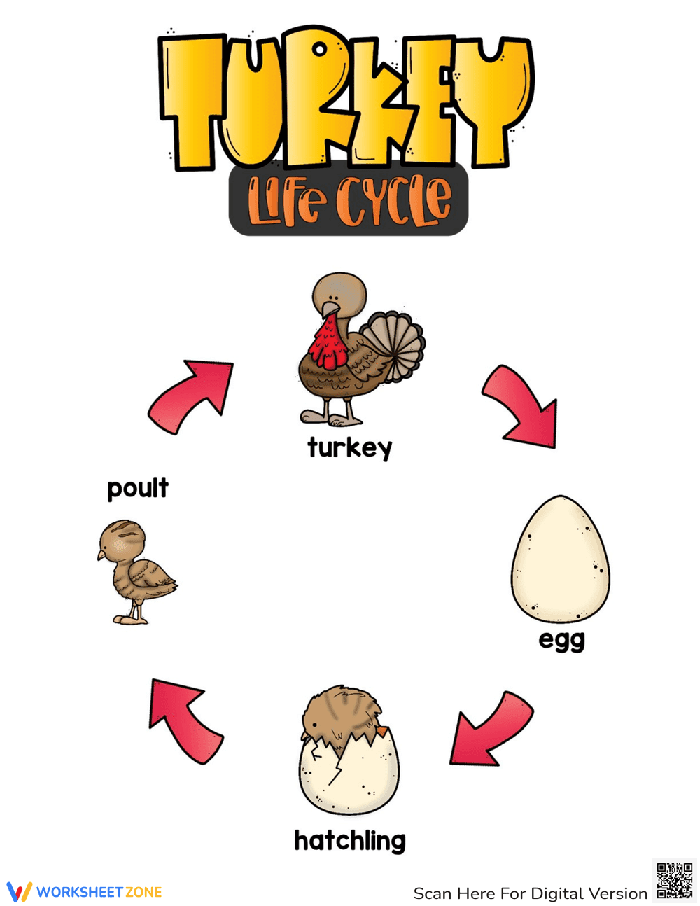 Turkey Life Cycle Worksheets: Science Education - Page 2