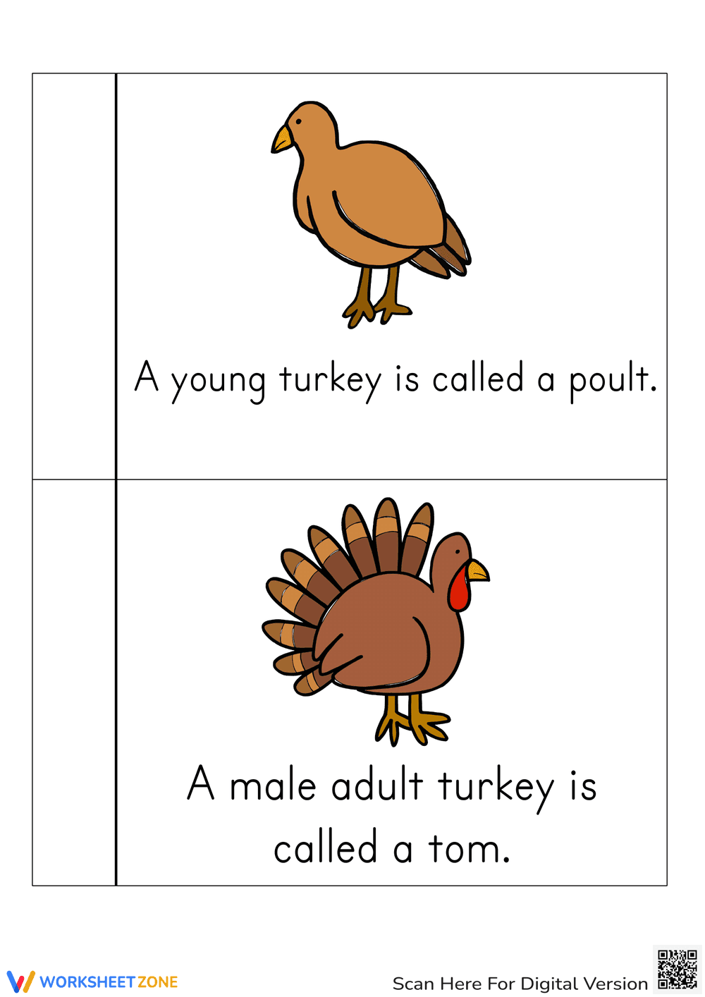 Turkey Life Cycle Printable Book | Grade 3 Science - Page 4