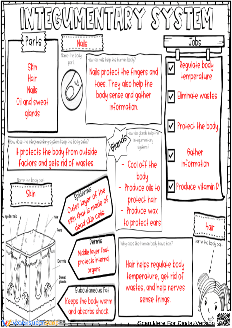 Integumentary System Anatomy And Functions Worksheet - Page 3