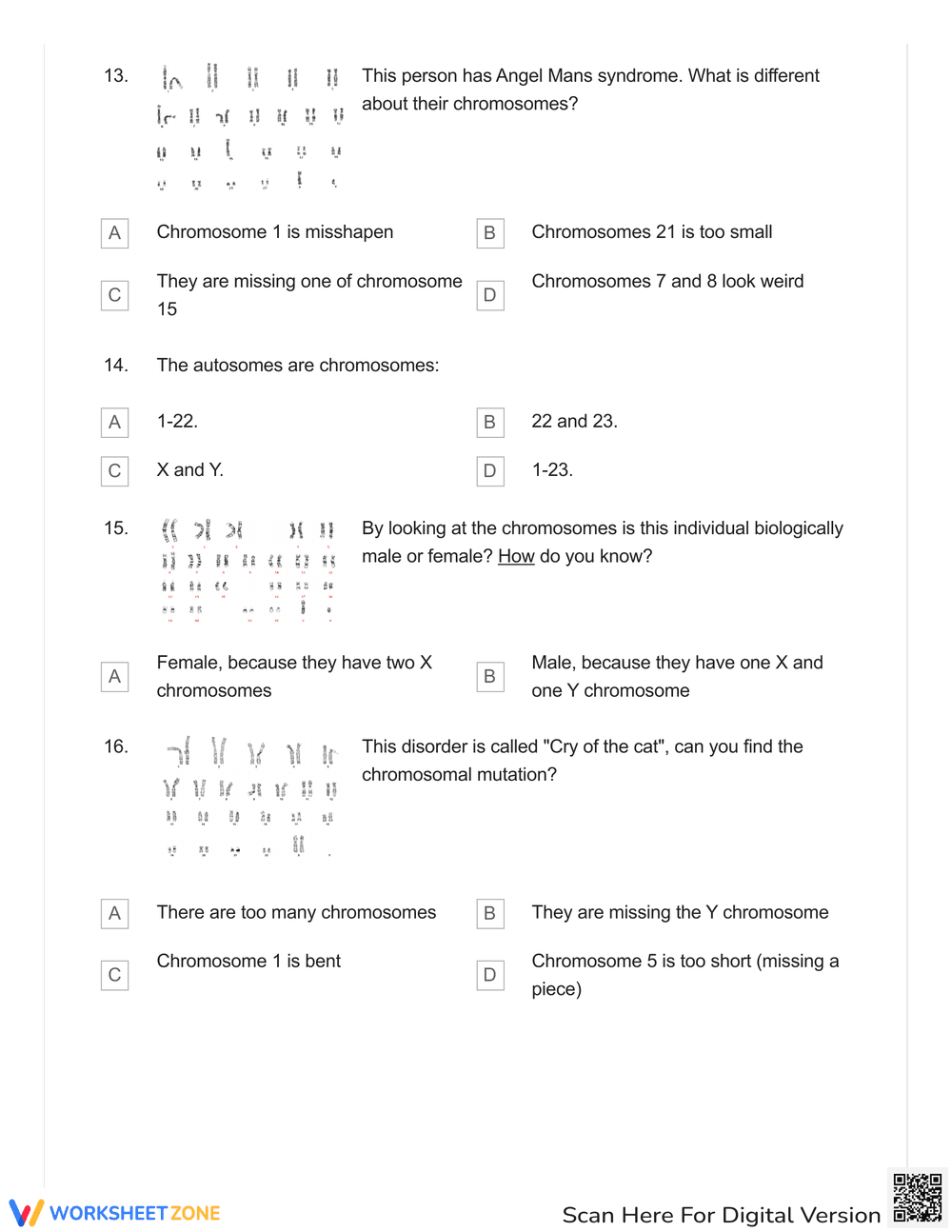 Karyotype Identification Skills - Page 4