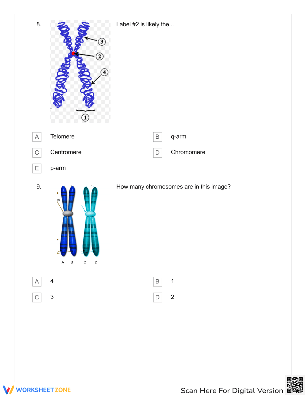 Explore Karyotypes and Mutations - Page 3