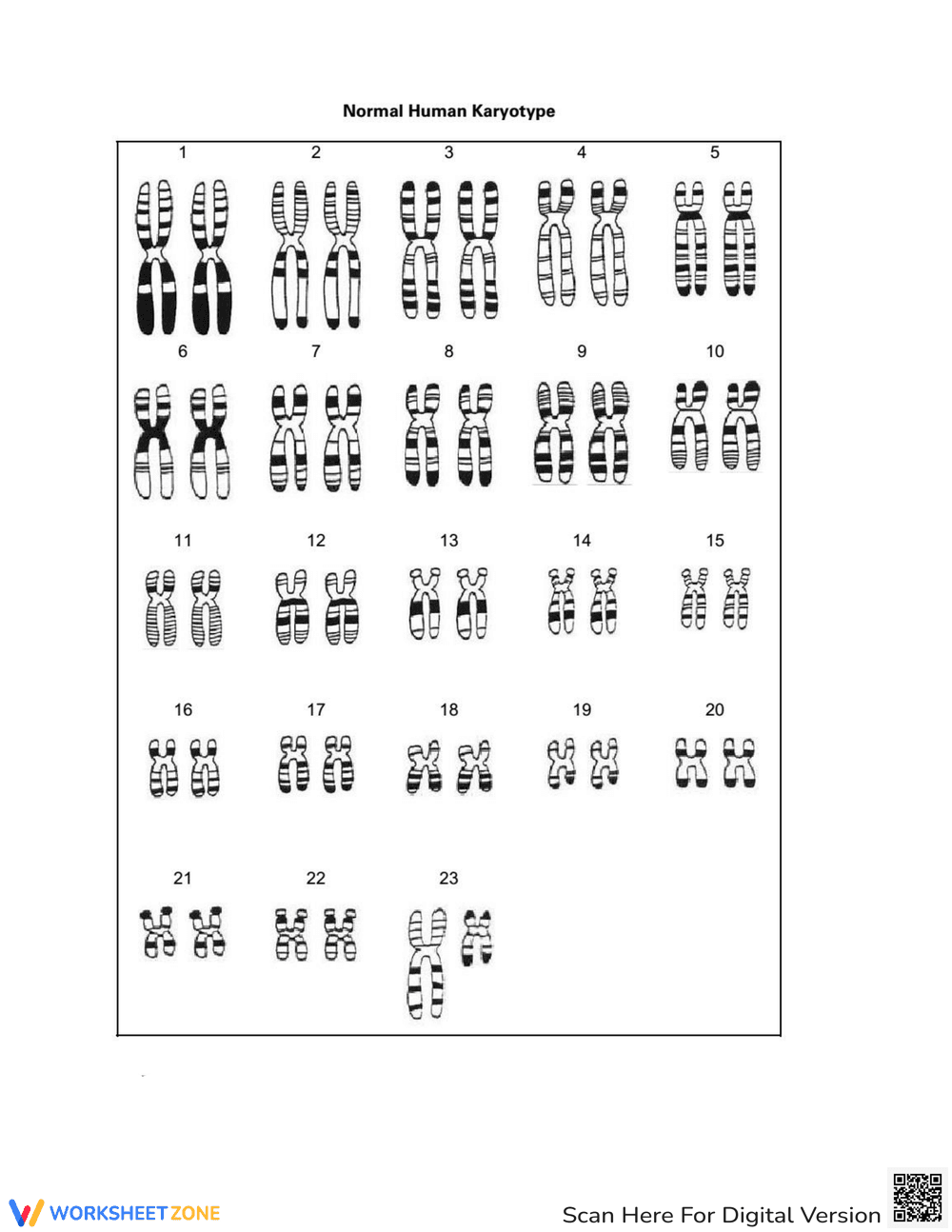 Karyotyping Lab - Page 6