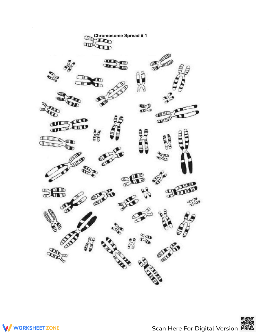 Karyotyping Lab - Page 7