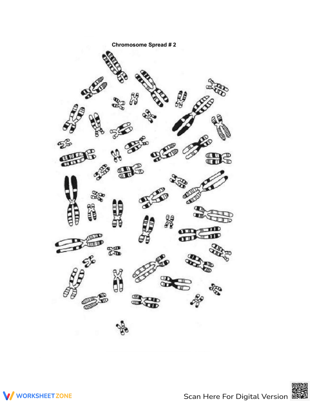 Karyotyping Lab - Page 8