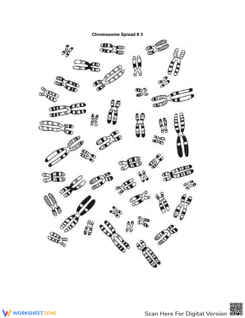 Karyotyping Lab - Page 9