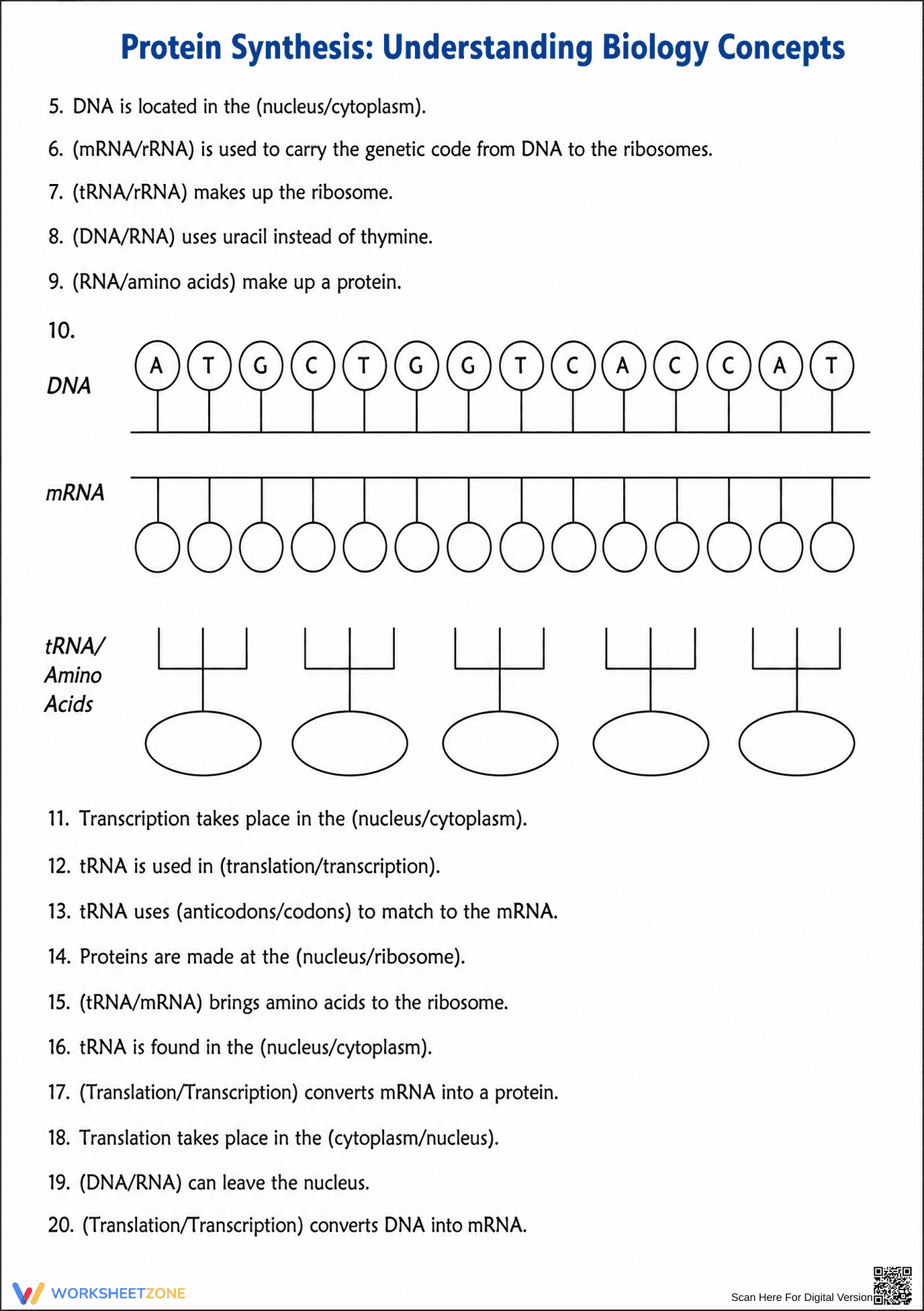 Protein Synthesis Worksheet | Essential Grade 9-12 Biology - Page 2