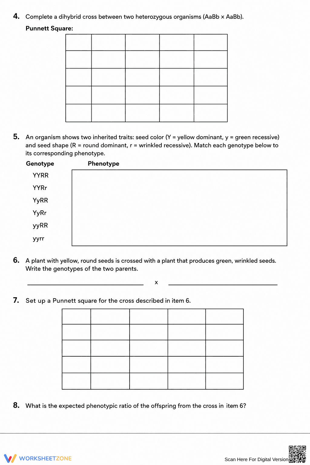 Dihybrid Cross Practice Worksheet | Essential Biology - Page 2