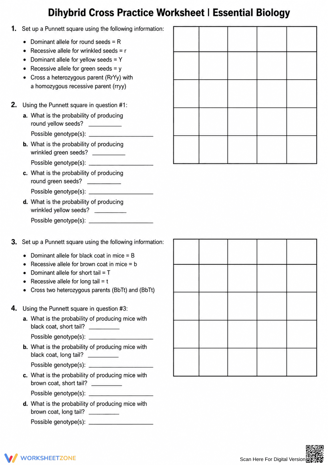Dihybrid Cross Practice Worksheet | Essential Biology - Page 3