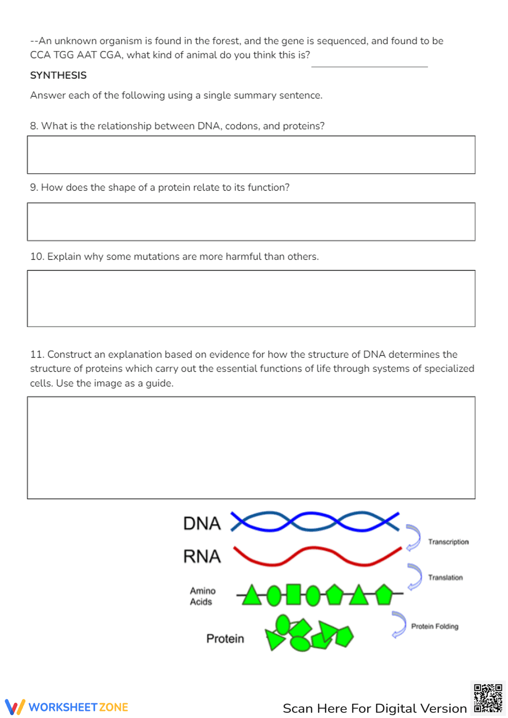 DNA, Proteins, and Mutations Investigation Worksheet - Page 3