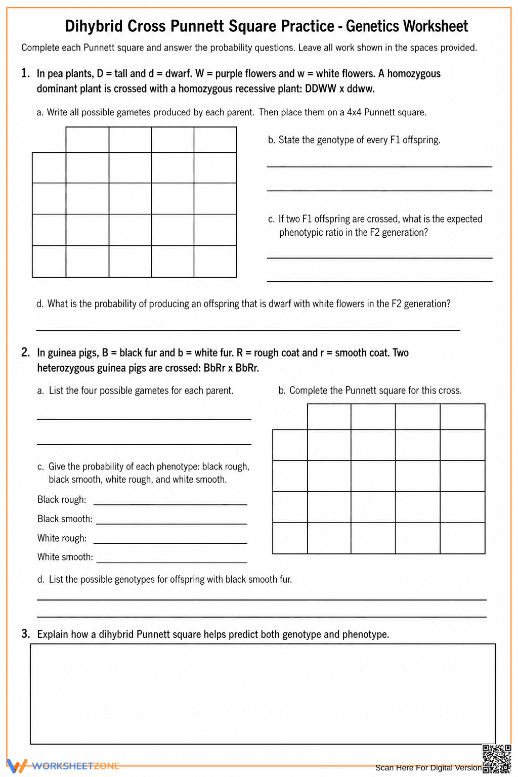 Printable Dihybrid Cross Worksheet | Grade 9-11 Biology - Page 3