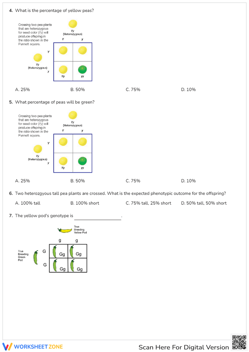 Practice with Monohybrid Crosses - Page 2